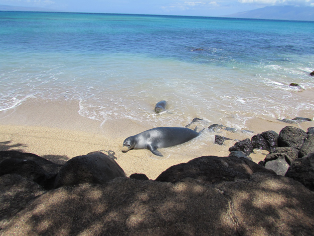 Nearby sandy beach within 7 minute walk.