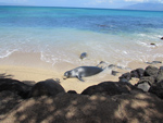 Hawaiian Monk Seals on beach within 5 minute walk. Do not approach seals as they are an endangered species.