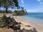 Hawaiian Monk Seals on beach within 5 minute walk. Do not approach seals as they are an endangered species.